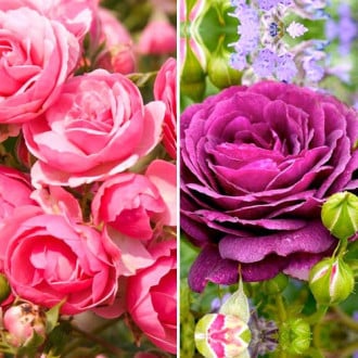 Комплект роз флорибунд Дуо из 2 сортов изображение 1