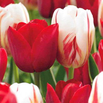 Суперпредложение! Комплект тюльпанов Цветочный Дуэт из 2-х сортов изображение 6