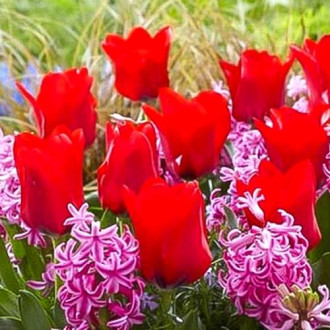 Суперпредложение! Комплект тюльпанов, гиацинтов из 14-ти луковиц изображение 4