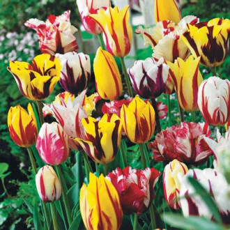 Комплект тюльпанов Грация изображение 4