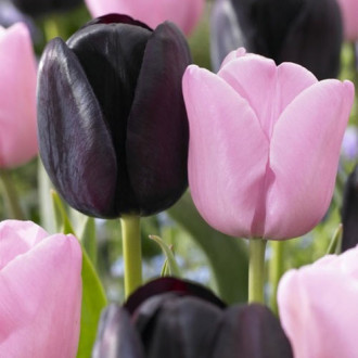 Суперпредложение! Комплект тюльпанов Цветочный Дуэт изображение 3