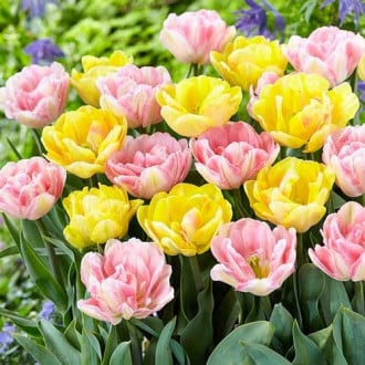 Комплект тюльпанов из 2-х сортов изображение 1