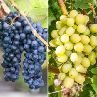 Комплект винограда Гиганты из 2 саженцев изображение 6