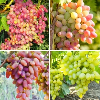 Комплект винограда Суперранний из 4 саженцев изображение 5