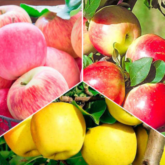 Комплект Яблочный сад из 3 саженцев изображение 4