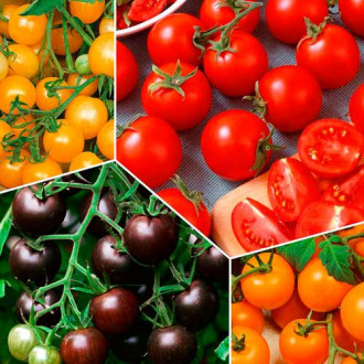 Суперпредложение! Набор семян цветных Черри помидоров из 4 упаковок изображение 6