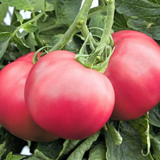 Суперпредложение! Набор семян помидоров Малиновое чудо 2 из 5 упаковок изображение 2
