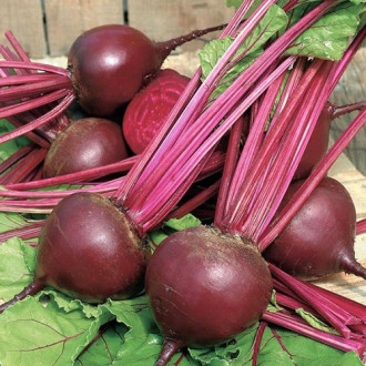 Свекла столовая Фалькон F1 Premium Seeds изображение 4