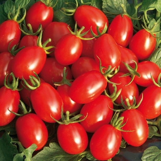 Томат Черри Рубиновые пальчики F1 Premium Seeds изображение 6