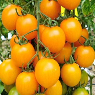 Томат-дерево Спрут сливка оранжевая F1, семена  изображение 6