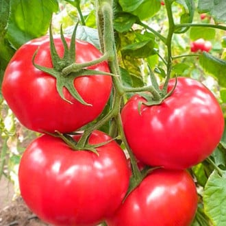 Томат Серебристое чудо F1 Premium Seeds изображение 6