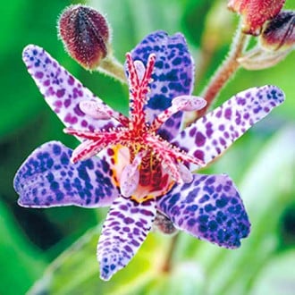 Трициртис (садовая орхидея) Блю изображение 3