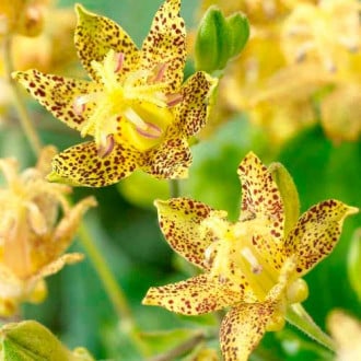 Трициртис (садовая орхидея) Голден Фестиваль изображение 5