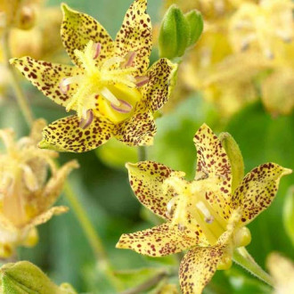 Трициртис (садовая орхидея) Йеллоу изображение 6