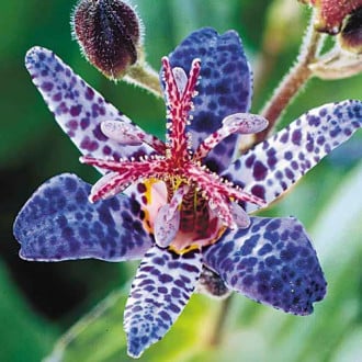 Трициртис (садовая орхидея) изображение 6