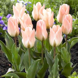 Тюльпан ботанический Литтл Герл изображение 2