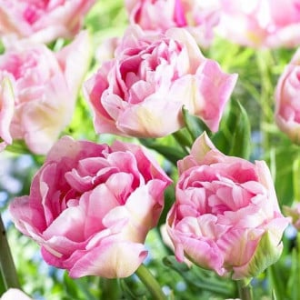 Тюльпан махровый Анжелика, 5 лук изображение 1