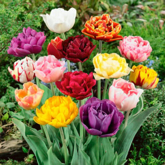 Тюльпаны махровые, смесь окрасок изображение 3