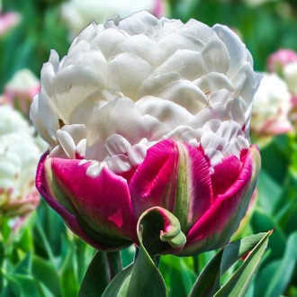 Тюльпан махровый Дабл Полар изображение 6