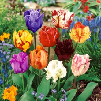 Тюльпаны Пэррот, смесь окрасок изображение 6
