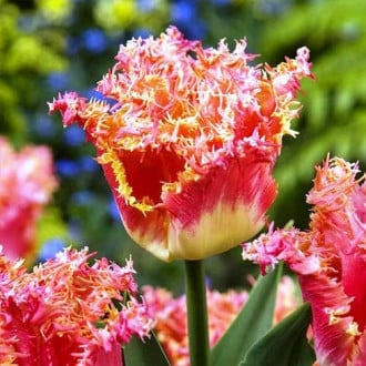 Тюльпан бахромчатый Джойнт Дивижн изображение 3