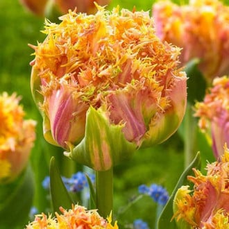 Тюльпан бахромчатый Эсприт изображение 5