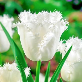 Тюльпан бахромчатый Ханимун изображение 1