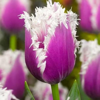 Тюльпан бахромчатый Камминс изображение 4