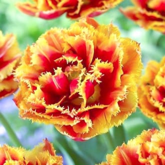 Тюльпан бахромчатый Криспион Бьюти изображение 2