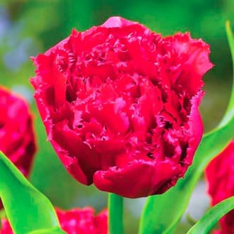 Тюльпан бахромчатый Лион Кинг изображение 5