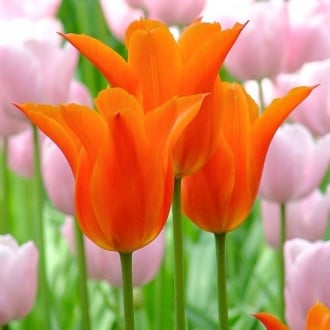 Тюльпан лилиецветный Балерина изображение 4