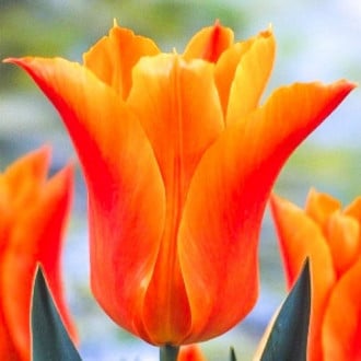 Тюльпан лилиецветный Баллада Оранж изображение 4