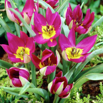 Тюльпан ботанический Персиан Перл изображение 1