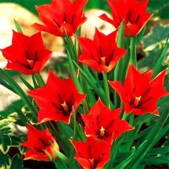 Тюльпан ботанический Ред Хантер изображение 3