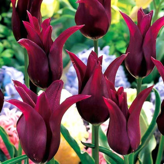 Тюльпан лилиецветный Бургунди изображение 4
