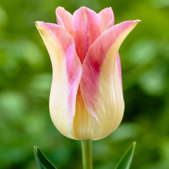 Тюльпан лилиецветный Элегант Леди изображение 3