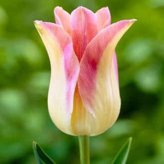 Тюльпан лилиецветный Элегант Леди изображение 4