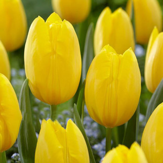 Тюльпан многоцветковый Фэтс Домино изображение 4
