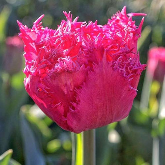 Тюльпан бахромчатый Кингстон изображение 3