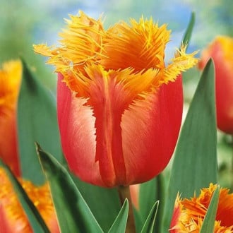 Тюльпан бахромчатый Ламбада изображение 1