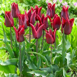 Тюльпан лилиецветный Ластинг Лав изображение 4