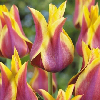 Тюльпан лилиецветный Баллада Дрим изображение 3