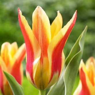 Тюльпан лилиецветный Лилифайер изображение 3