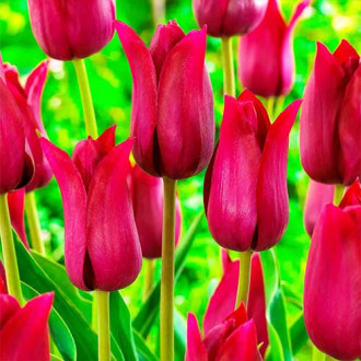Тюльпан лилиецветный Лилироза изображение 5