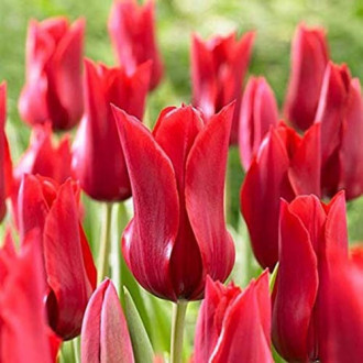 Тюльпан лилиецветный Ред Шайн изображение 3