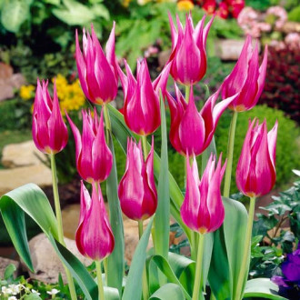 Тюльпан лилиецветный Лилиледи изображение 2
