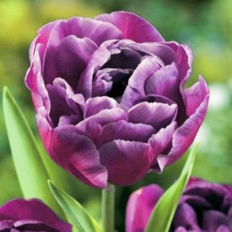 Тюльпан махровый Блю Даймонд изображение 1