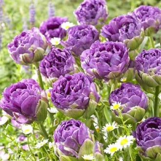 Тюльпан махровый Блю Вау изображение 4