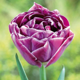 Тюльпан махровый Дрим Тач изображение 2