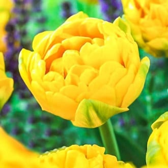 Тюльпан махровый Голд Февер изображение 4